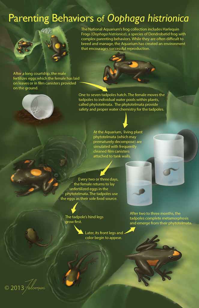 Parenting Behaviors of Oophaga Histrionica