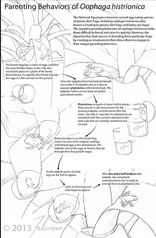 oophaga_histrionicus_rough