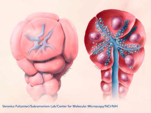 Salivary acinus structure