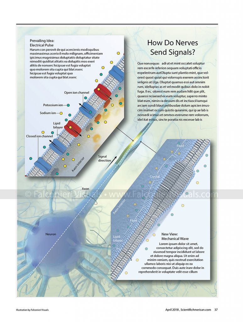 An illustration of a nerve with two insets showing nerve activity. It has the title "How Do Nerves Send Signals?" and includes text with more explanation.
