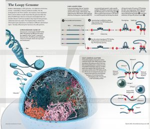 Chromatin loops