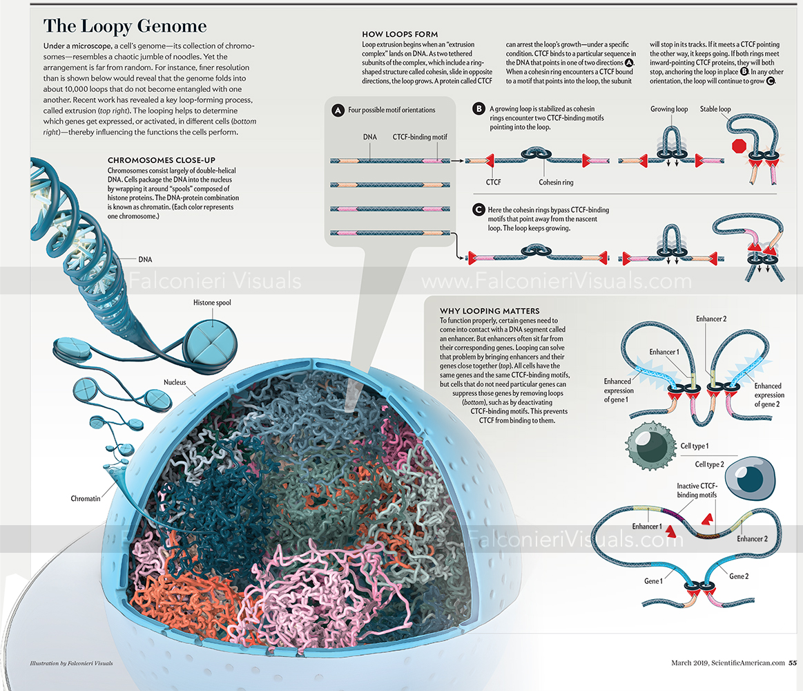 Chromatin loops