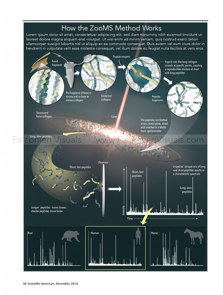 An illustration showing Zooarcheology by Mass Spectrometry, including four insets of the process and four graphs showing detailed data.