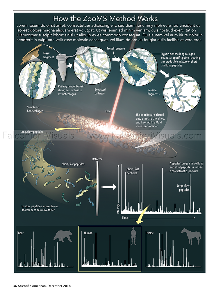 Zooarchaeology by Mass Spectrometry (ZooMS)