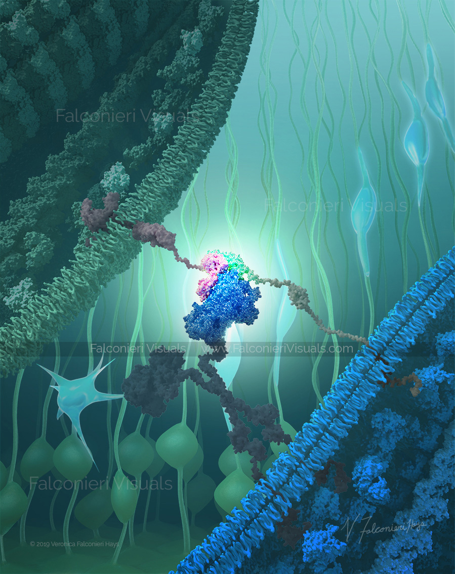Teneurin-Latrophilin-FLRT interact between radial glial cells and neurons