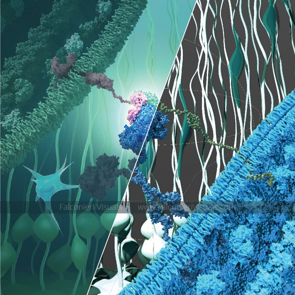 Molecular Interactions Guide Neurons in the Developing Brain