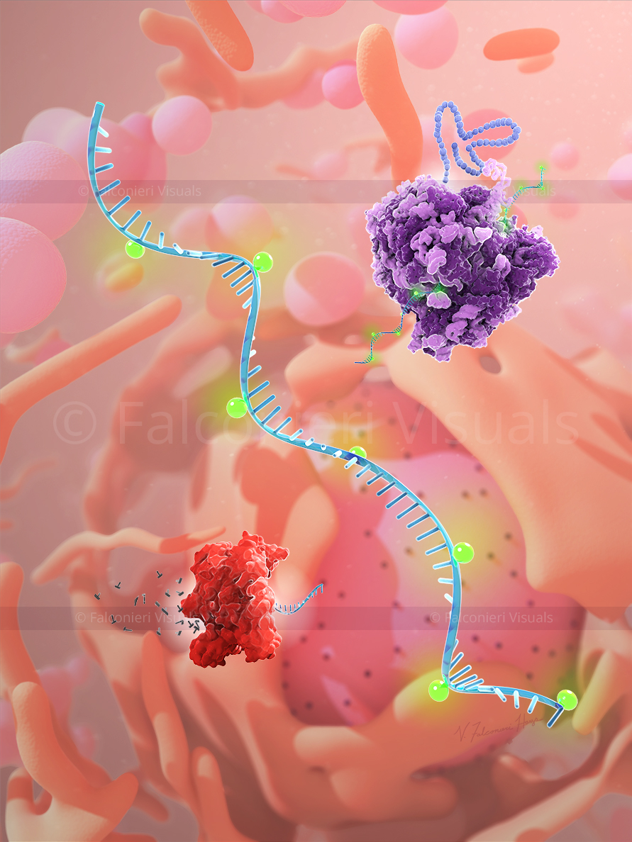 Supercharged mRNA is translated by a ribosome. Unmodified mRNA is degraded by a red protein. Cell nucleus and organelles in the background