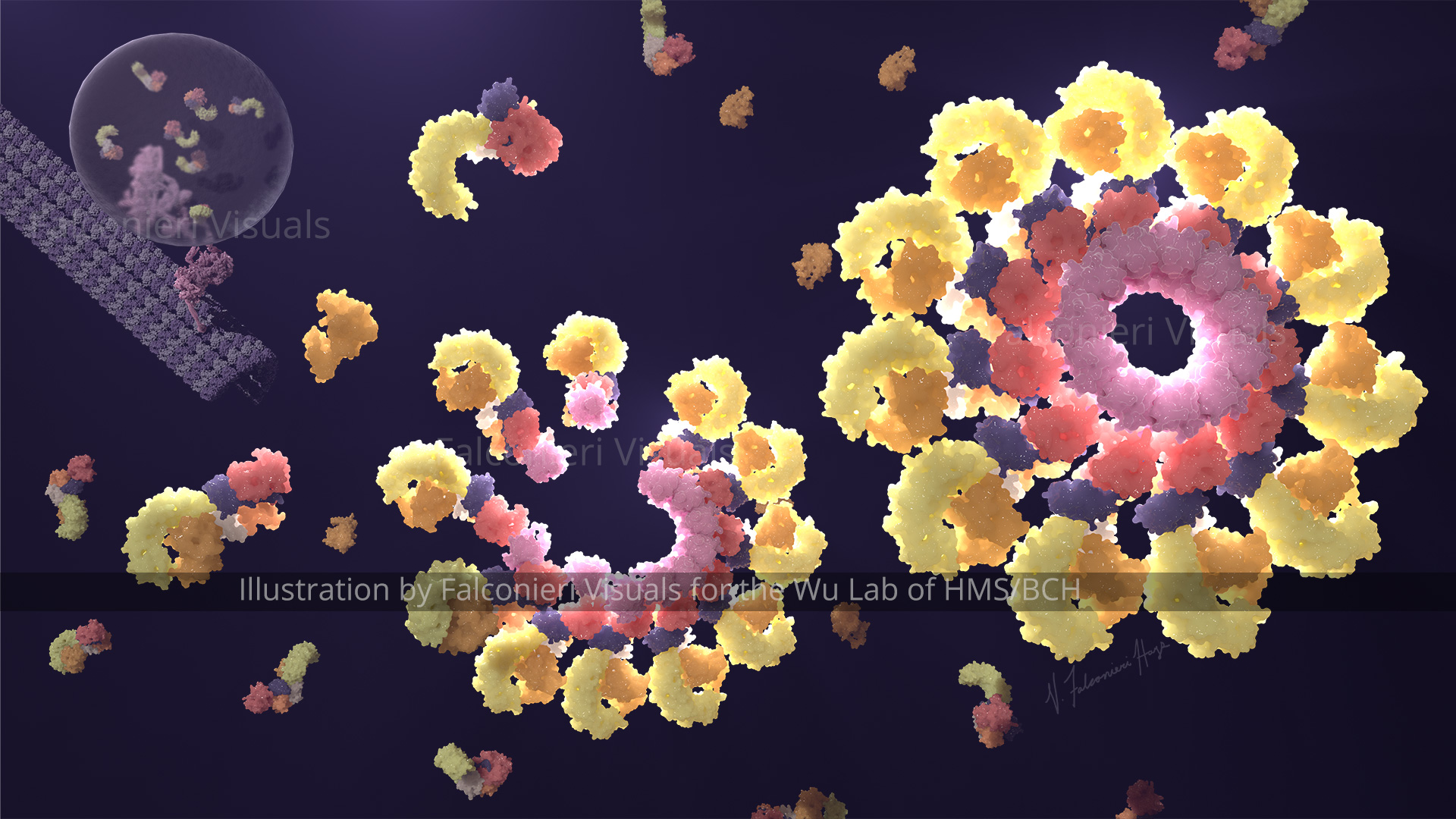 Molecular subunits of the inflammasome coalesce into the 11-fold symmetric disk that forms the active signalling assembly