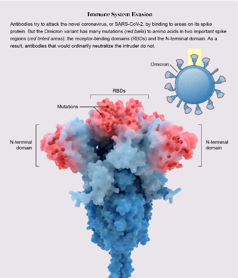 Close up view of SARS-CoV-2 spike protein. Areas affected by Omicron mutations that evade antibodies are highlighted in red.