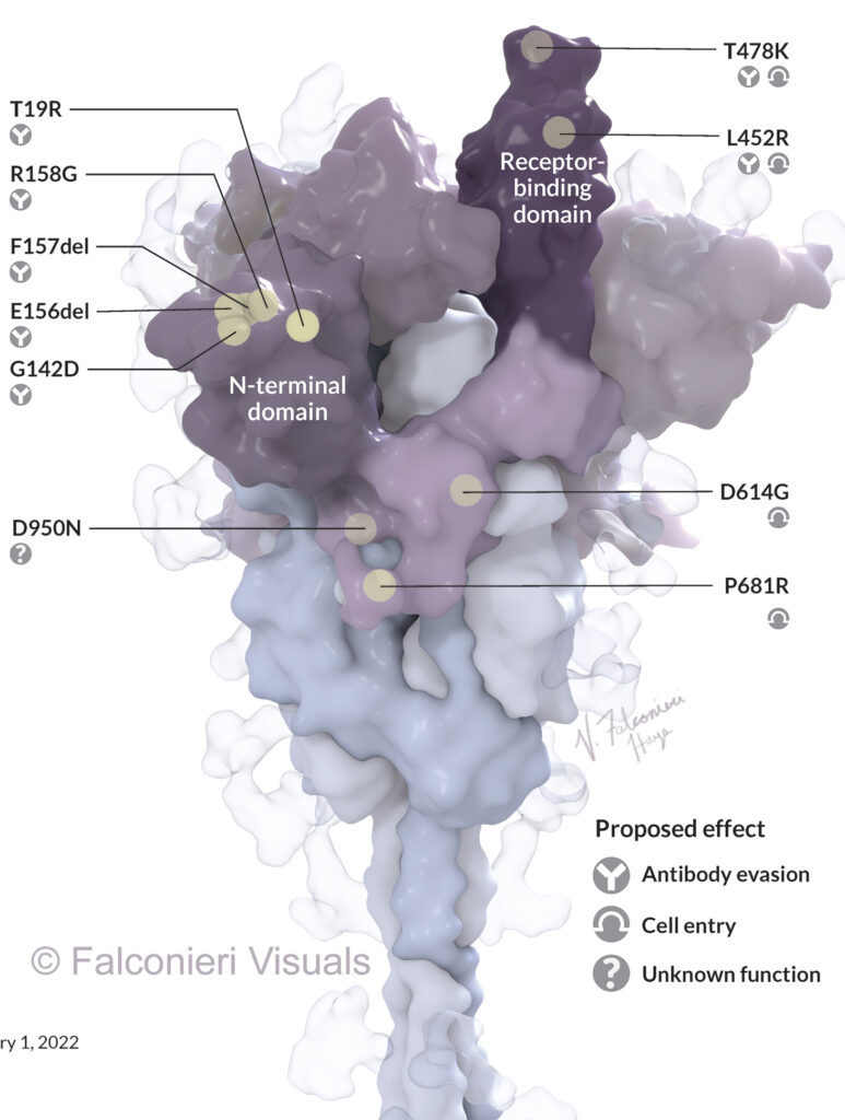 Delta Variant Mutations in SARS CoV 2 spike protein