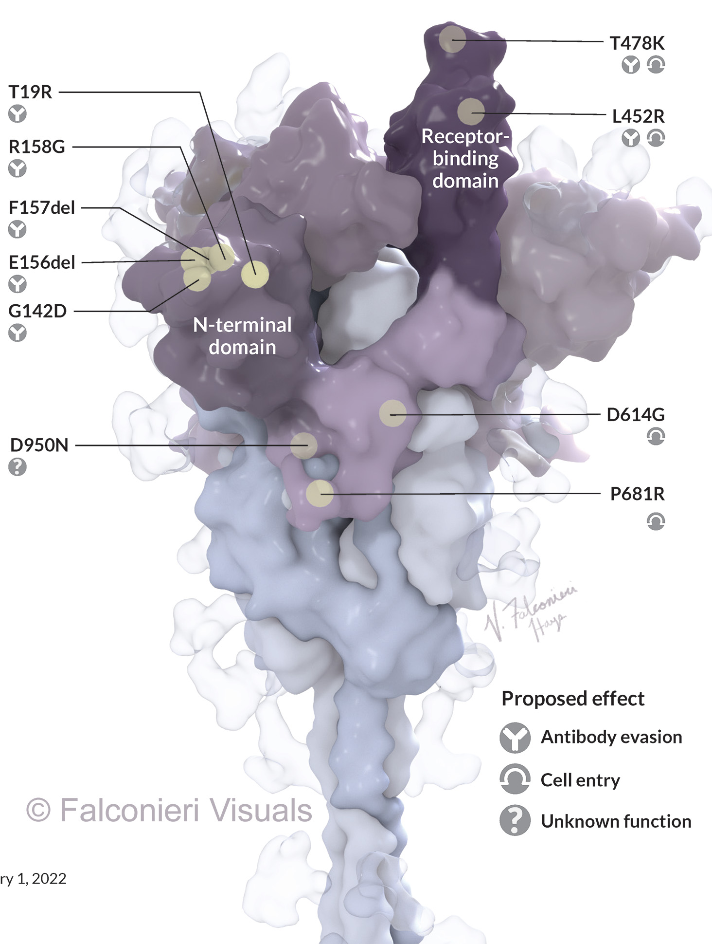 Delta Variant Mutations in SARS CoV 2 spike protein