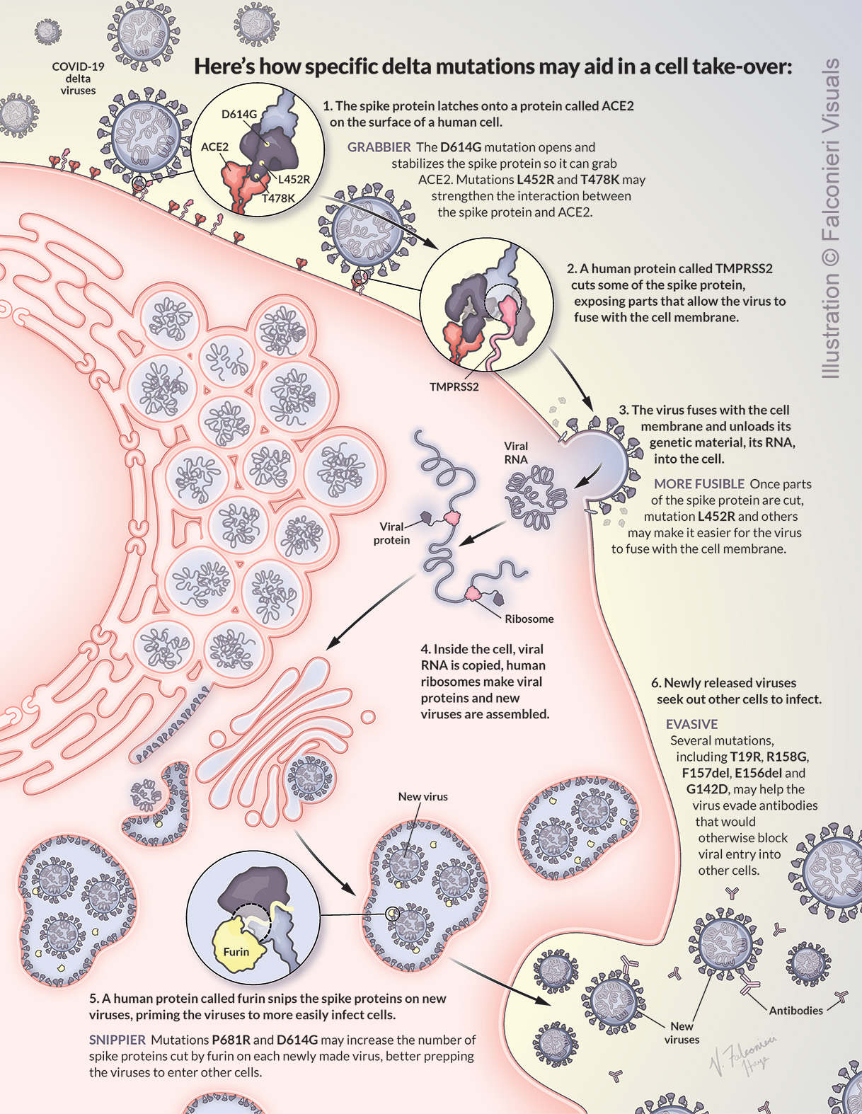 Delta Variant Mutations' effects on SARS COV 2 viral life cycle