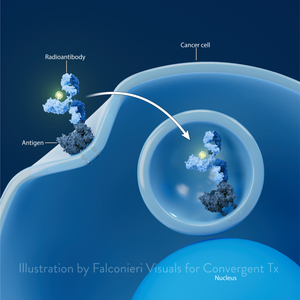 Illustration showing Convergent Therapeutics’ radio-antibody mechanism of action (MoA) in cancer for the Convergent website.