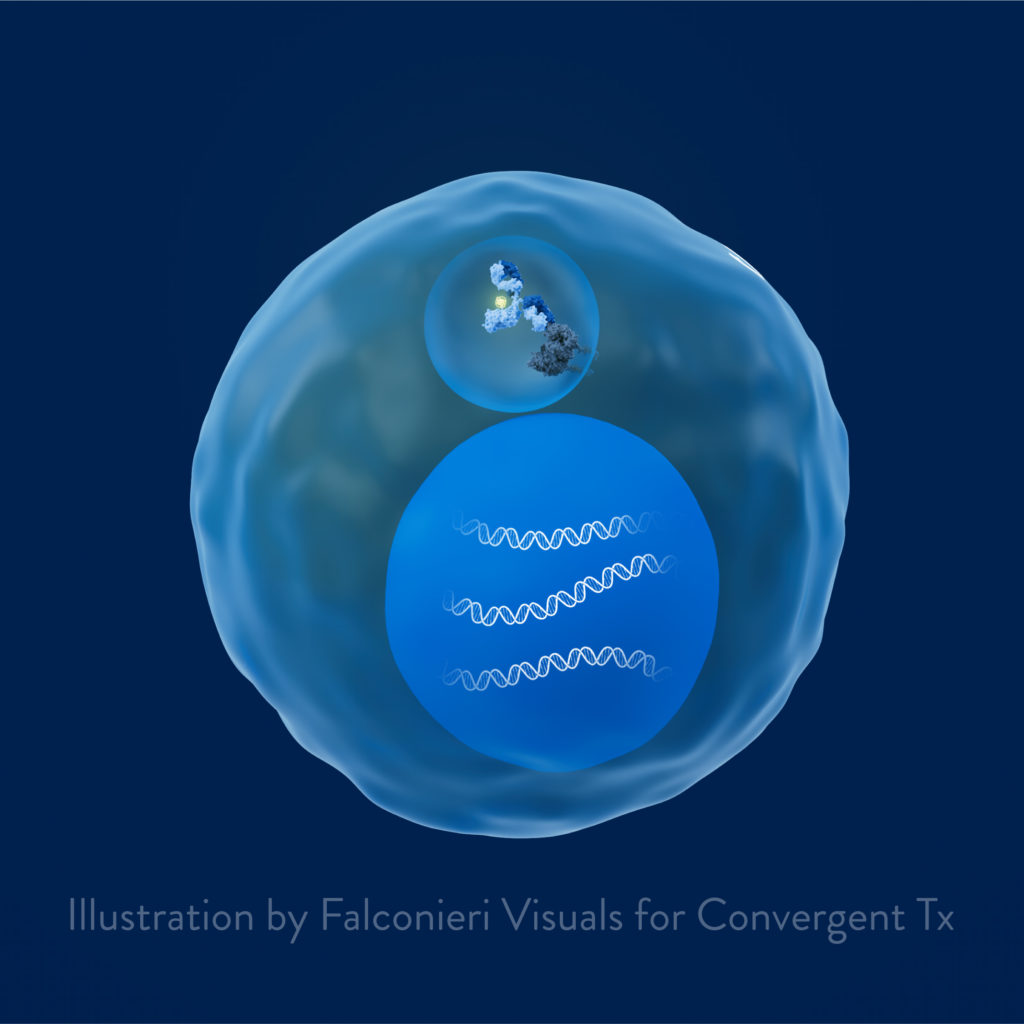 Illustration showing Convergent Therapeutics’ radio-antibody mechanism of action (MoA) in cancer for the Convergent website.