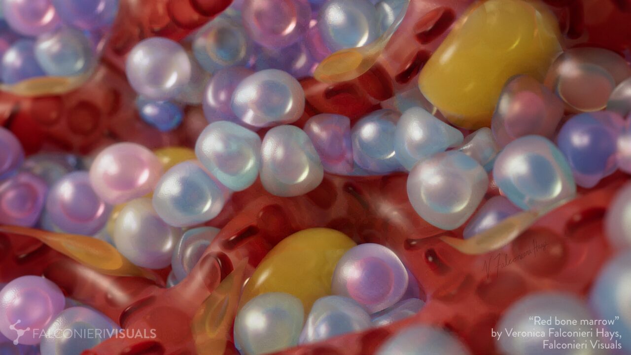 Bone marrow cells 3D render