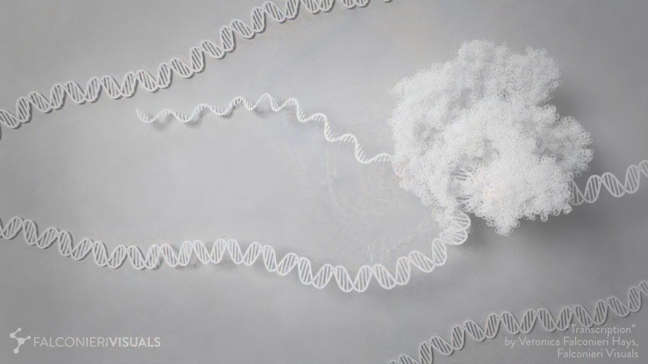 RNA polymerase II transcribing mRNA from DNA in paper cutout style